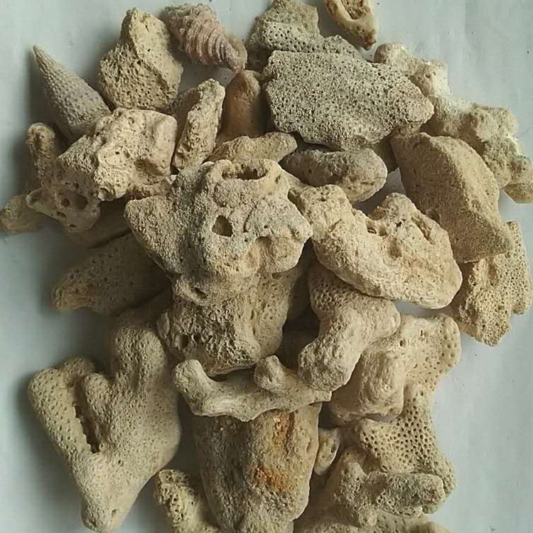 鱼缸过滤底沙用珊瑚砂石 珊瑚骨 珊瑚颗粒